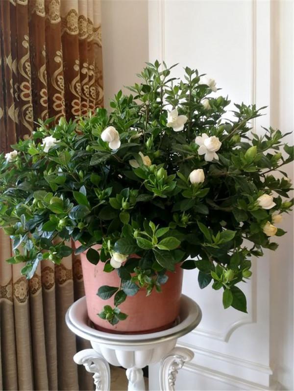 6種漂亮花，特別愛“吃醋”10天吃一杯，葉子油綠，花苞咕嚕嚕冒