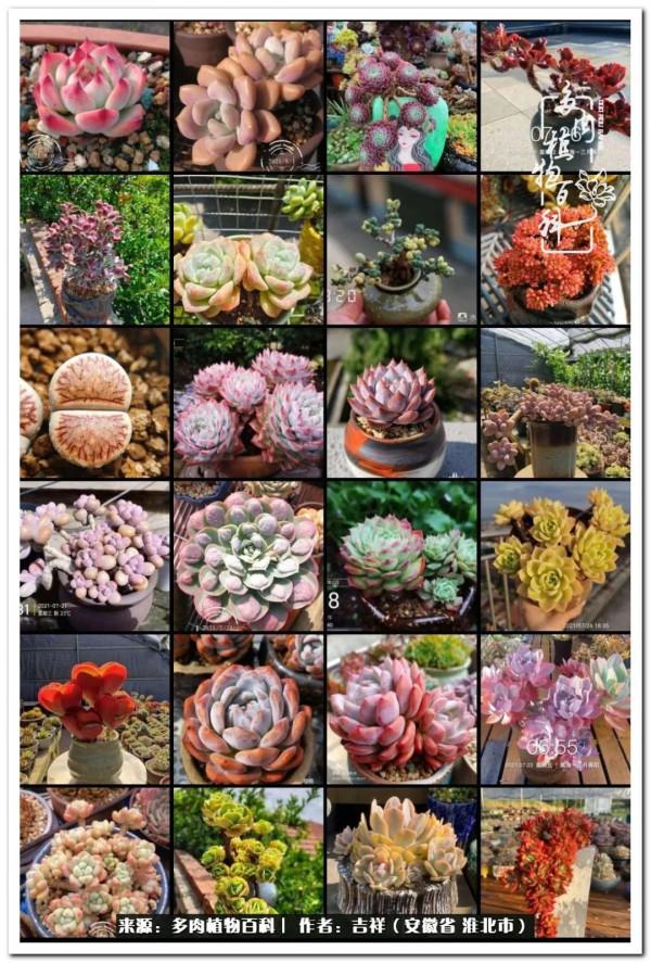 時光清淺,取些許美好,與多肉相伴,守一份心淨 時光清淺,取些許美好,與多肉相伴,守一份心淨