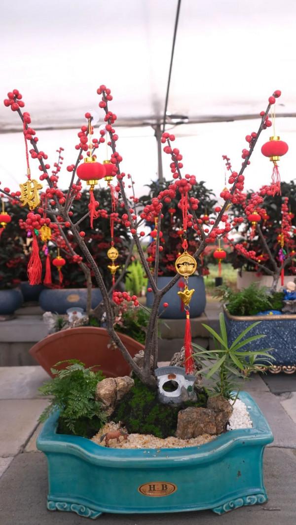 寓意好、顏值高！松江這裡的年宵花選購指南來啦，建議收藏