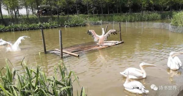 記杭州灣溼地的動物（