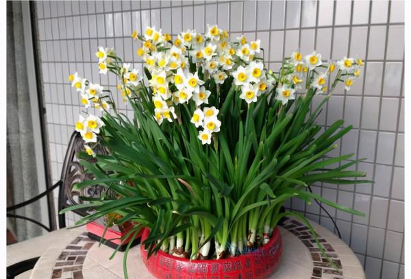 臥室養花“講究大”,4種“漂亮花”對身體傷害大,儘早搬出去 臥室養花“講究大”,4種“漂亮花”對身體傷害大,儘早搬出去