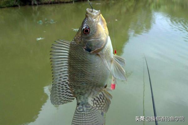 哪些淡水魚有毒?釣這幾種淡水魚時要小心,因為它們的魚鰭上有毒 哪些淡水魚有毒?釣這幾種淡水魚時要小心,因為它們的魚鰭上有毒