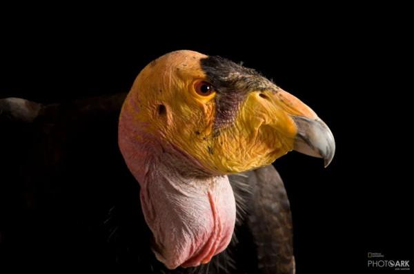 北美最大的鳥，竟然不需要“男的”了？