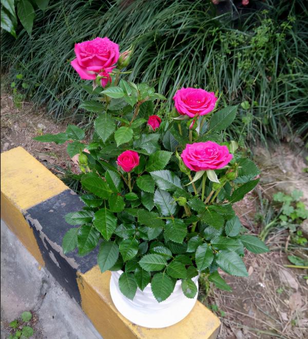 喜歡養花的女人,建議養這“5種花”,“美容養顏”好處多多 喜歡養花的女人,建議養這“5種花”,“美容養顏”好處多多