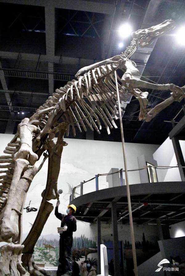 恐龍里的“山東大漢”！巨型山東龍11年後重現省博 山東博物館兩大新展即將上演