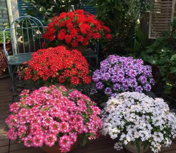 被譽為開花機器的6種花，不怕累，四季花開不斷