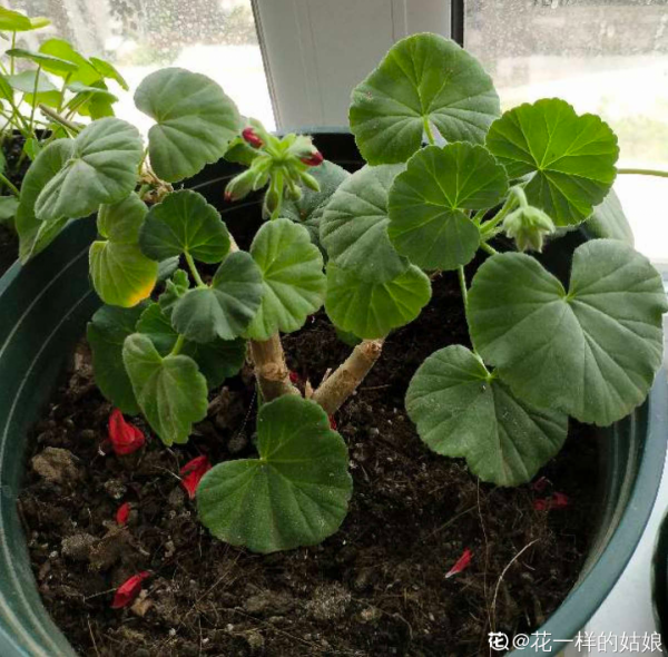 7種花現在剪一刀，剃個小平頭，滿盆冒新葉子