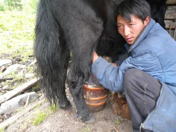 1977年,男子雪地暈倒,被野犛牛相救 1977年,男子雪地暈倒,被野犛牛相救