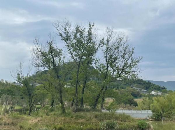 江蘇最漂亮的民宿一條街，漂亮，你去過嗎，每個月必去一次