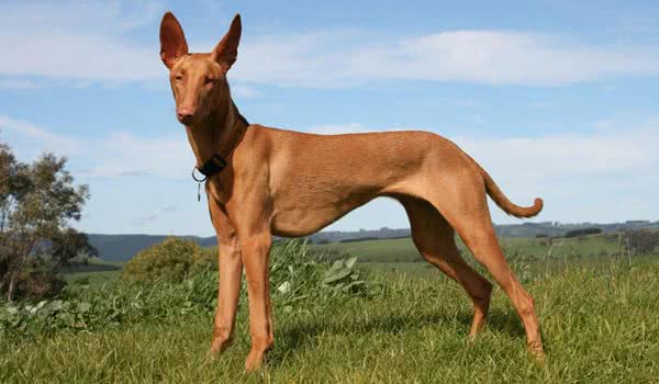 狗狗品種介紹大全！我們應該怎麼挑選適合自己的狗狗？