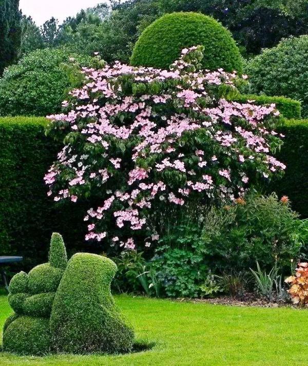 四照花～春有亮葉，夏花如蝶，秋有紅葉紅果，極具觀賞價值