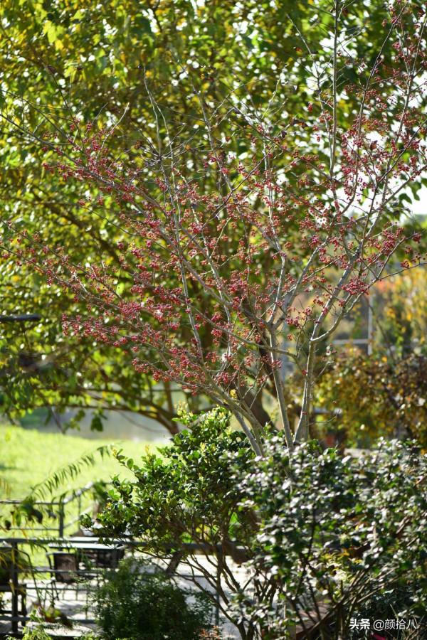 鳥兒們過冬必備 - 紅透整個冬日的迷你山楂果 |園丁