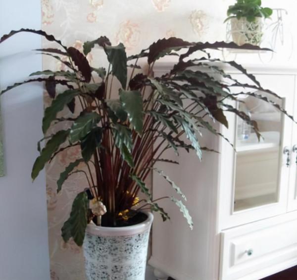 客廳養花，不如養盆花中精品——紫背竹芋