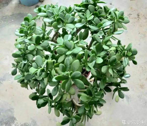 10種花得窮養,盆越小、水越少,越長得旺 10種花得窮養,盆越小、水越少,越長得旺