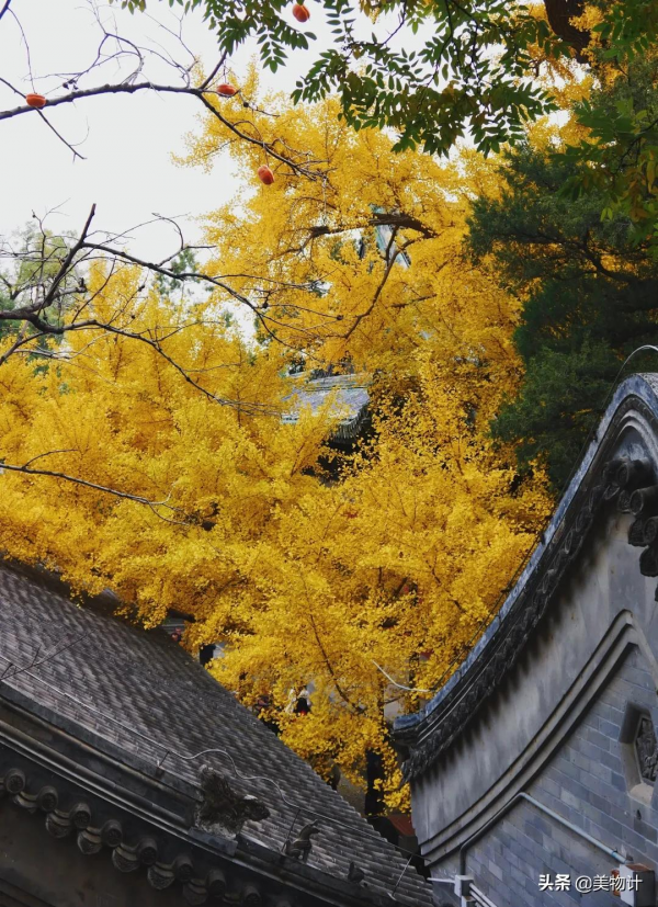 沒有人捨得在秋天離開北京 沒有人捨得在秋天離開北京