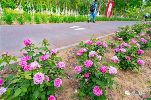 超全!京郊昌平人家門口賞景好去處,健康步道走起來 超全!京郊昌平人家門口賞景好去處,健康步道走起來