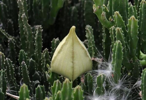 鮮花以各種姿態容進了我的生活，人生漫長，一路繁花相送