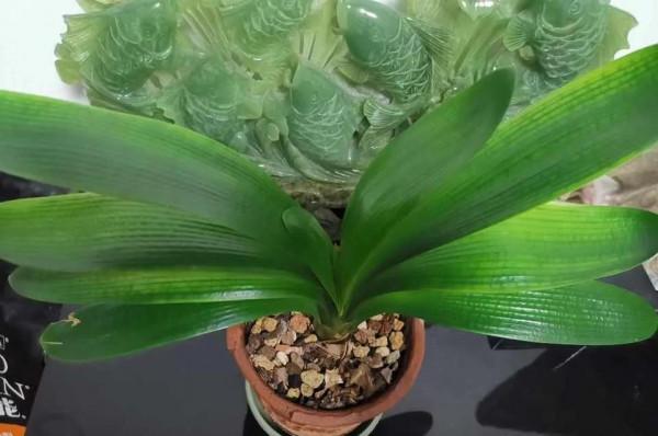 養花出現4個現象，說明該翻盆了，否則以後長不旺