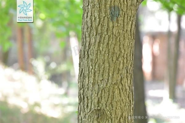 楓香樹、北美楓香、美國紅楓、三角楓，如何“楓”得清？