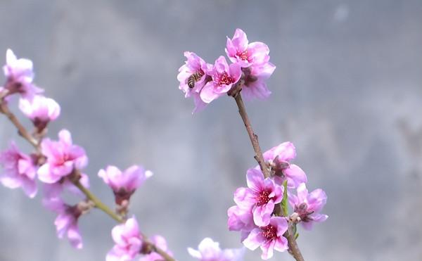 來這裡 與春天撞個滿懷