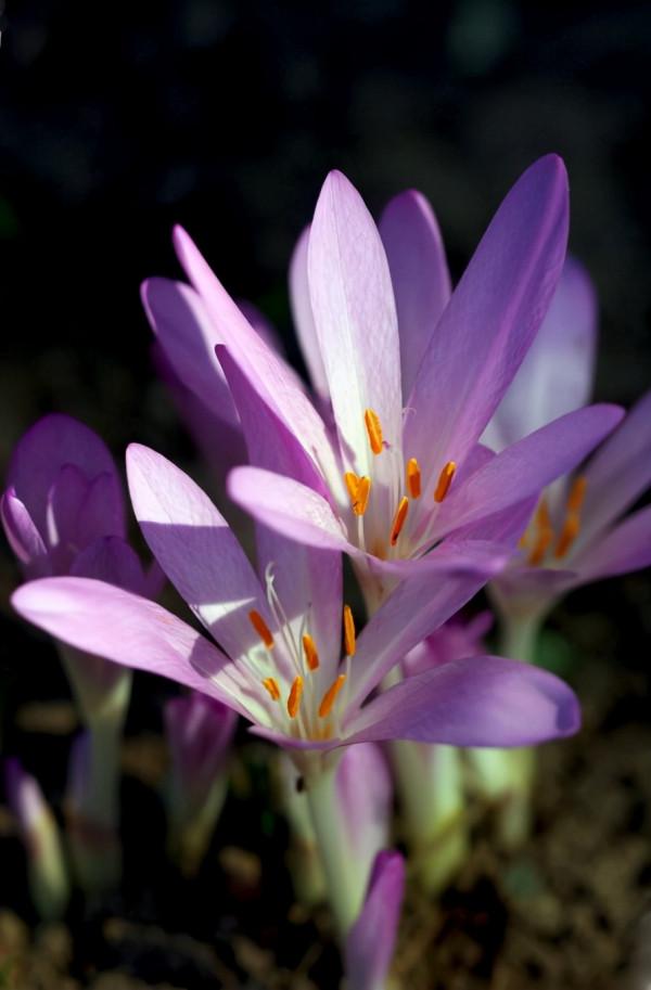 秋天常見的60種花，最全花卉圖譜，收藏起來慢慢看