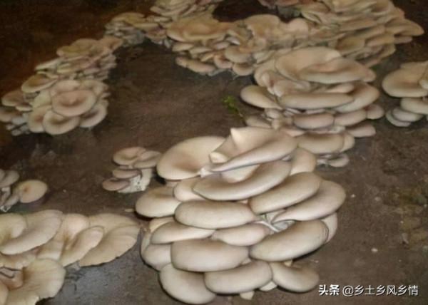 稻草種平菇,用這個新方法,技術簡便,成功率高,在露天就能種 稻草種平菇,用這個新方法,技術簡便,成功率高,在露天就能種