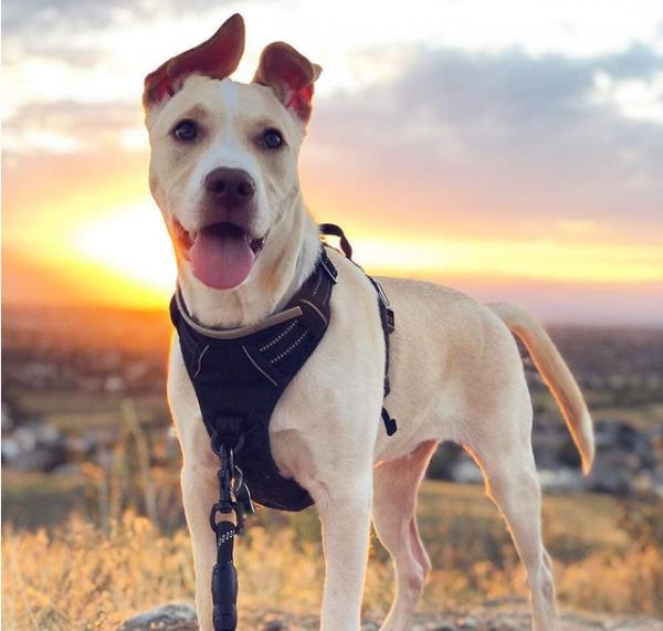 狗狗有這些特徵,主人別忽視了,這是缺“維生素”了 狗狗有這些特徵,主人別忽視了,這是缺“維生素”了