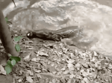 《動物世界千奇百怪》之一 《動物世界千奇百怪》之一