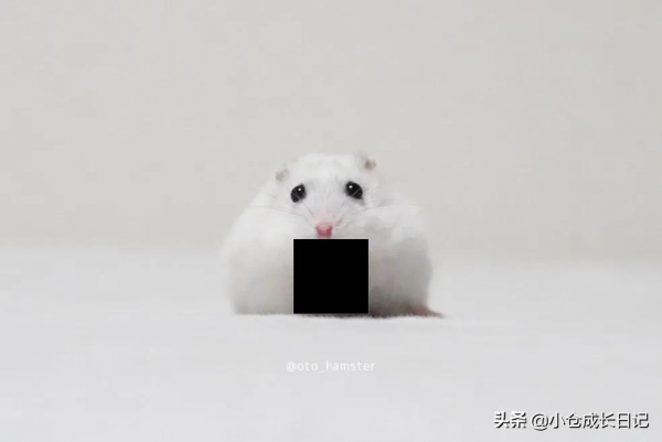 萌到心化！！這隻小精靈一樣的倉鼠讓人瘋狂心動...