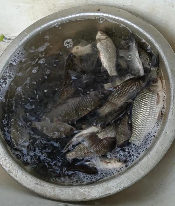 《2022元旦釣魚記》狂拉鯽魚17斤，絕密稍後公佈