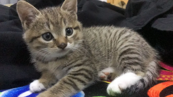 終於有貓了我太開心了啊啊啊啊