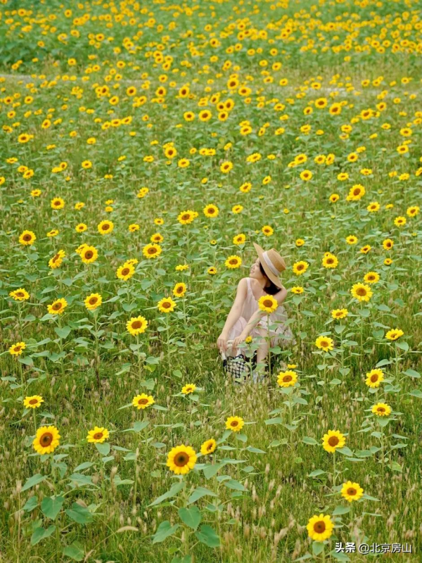 電梯直達！歡迎來到房山這座向日葵空中花園！