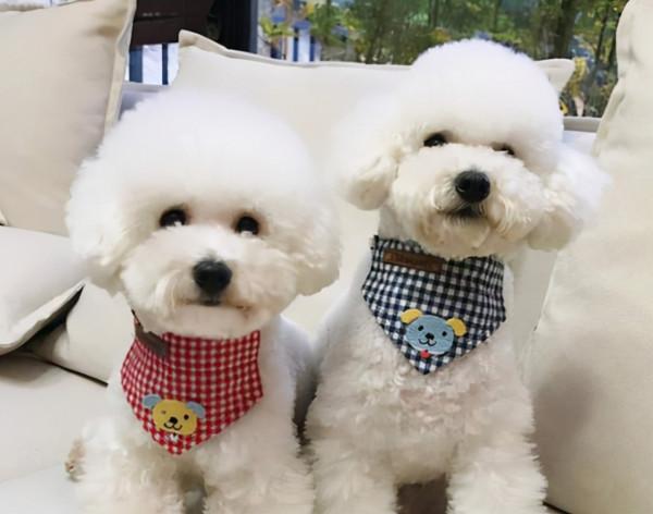 被稱為有“良心”的狗狗,平價又好養 被稱為有“良心”的狗狗,平價又好養