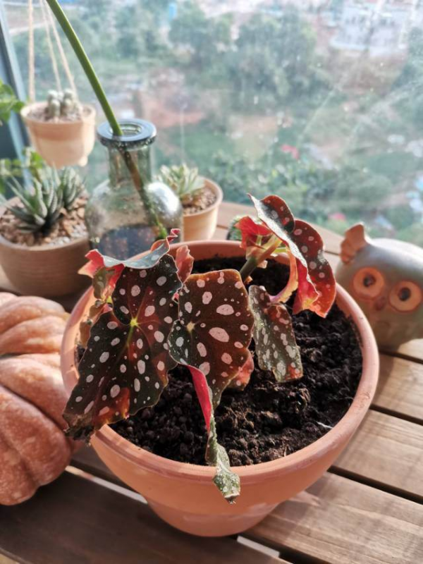 6種有格調的葉子花,室內養上它,氣質十足貴氣滿滿 6種有格調的葉子花,室內養上它,氣質十足貴氣滿滿