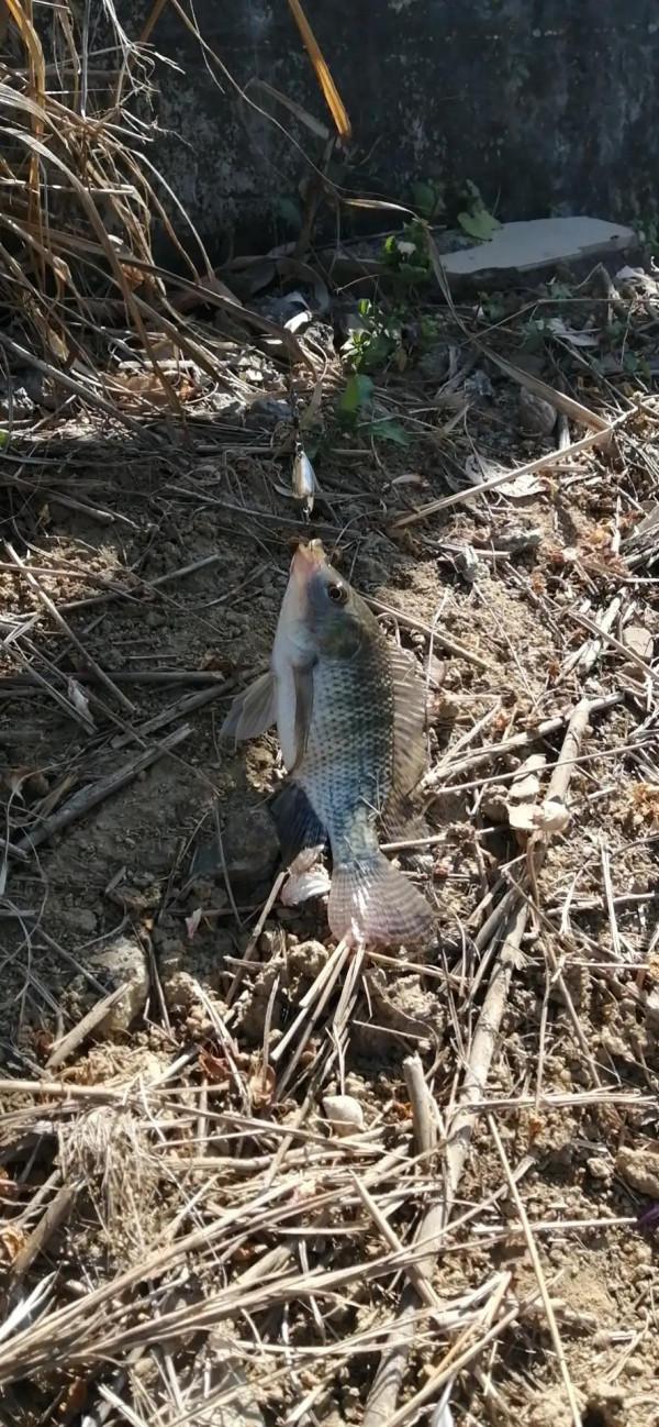 今天總算釣到魚了 今天總算釣到魚了