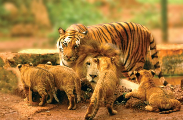動物園裡一對獅虎情投意合，講述獅虎愛情故事，結果如何？