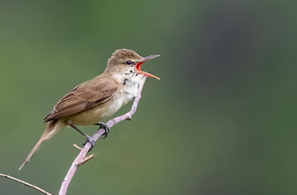 山西鳥類圖鑑 | 大葦鶯