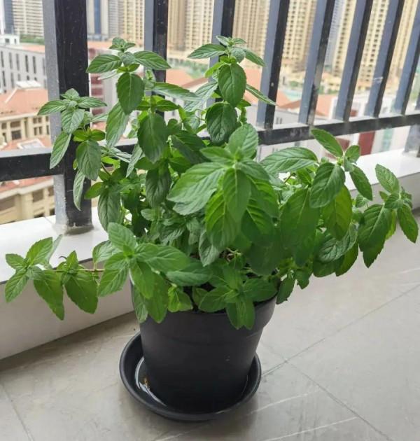 臥室養4種花，一覺睡到天亮，養人養身心