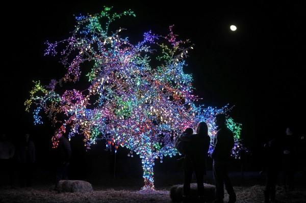 彩燈扮靚“魔法樹”