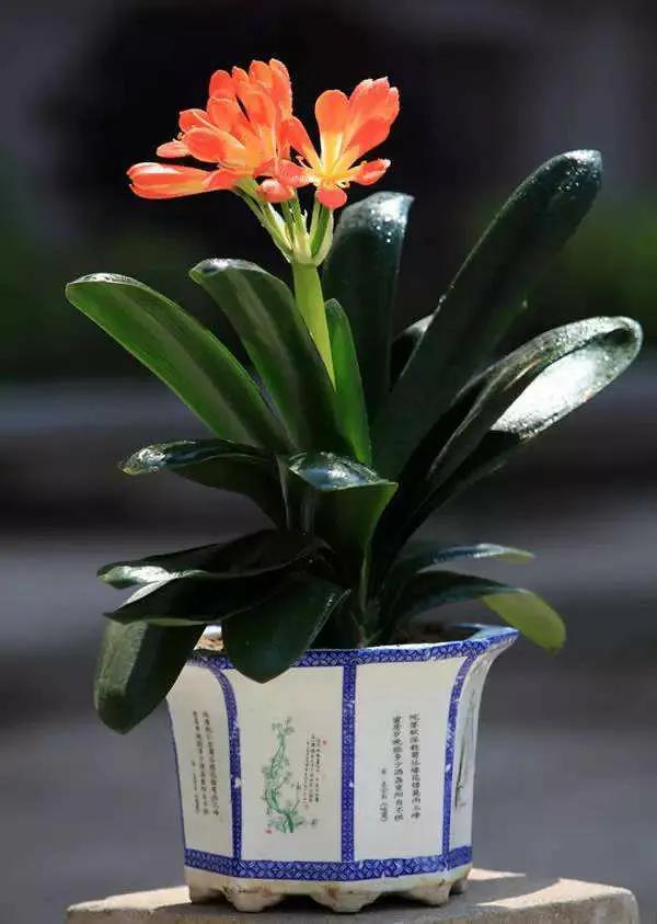 春日繁花圖鑑，帶你觀賞春季常見花卉，愛花的你還不來看看？