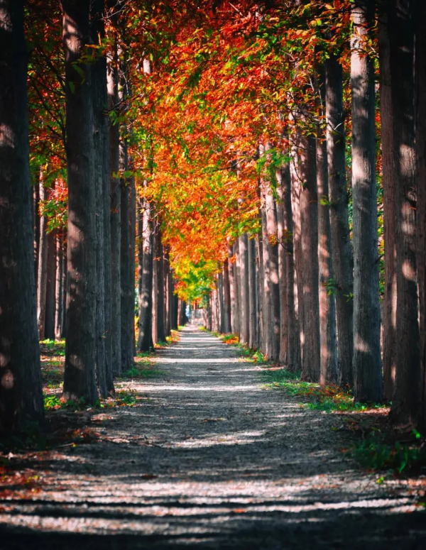 魔都醉美紅杉林，冬日大片必打卡
