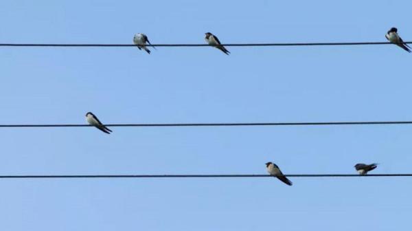 為什麼高壓電上的小鳥不會觸電? 為什麼高壓電上的小鳥不會觸電?
