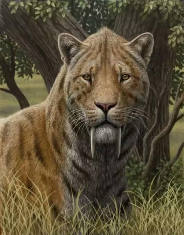 十種史前最強大的貓科動物，你認識幾個？