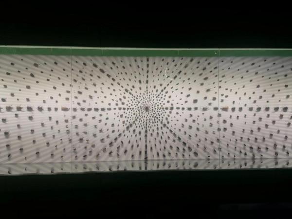 深秋的蝴蝶 深秋的蝴蝶