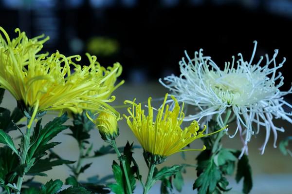 一場大雪一場寒，一首立冬小詩，感受陸游邊賞菊邊飲酒的樂趣