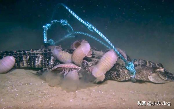 世界上最大的漂水蝨科動物——大王具足蟲