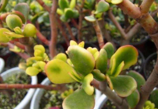 張大爺養的玉樹，二三年全都成老樁，有些還開出漂亮的花，值錢了