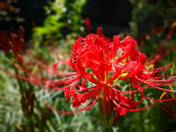 西安一座千年古寺,因彼岸花成為熱門網紅打卡地,遊客卻直呼上當 西安一座千年古寺,因彼岸花成為熱門網紅打卡地,遊客卻直呼上當