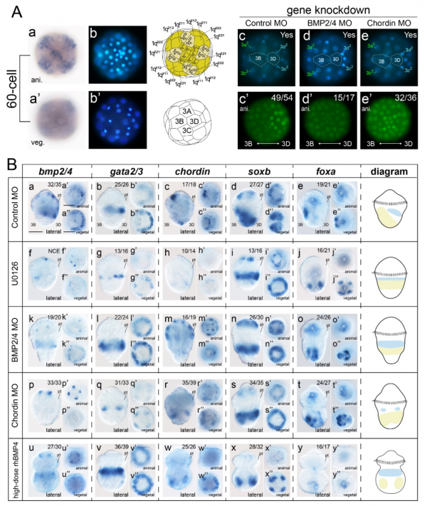 中科院海洋所在軟體動物體軸發育機制研究方面取得重要進展