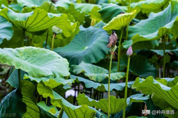 荷花與鳥兒的美麗邂逅